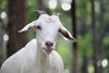 Introduction to goat milk