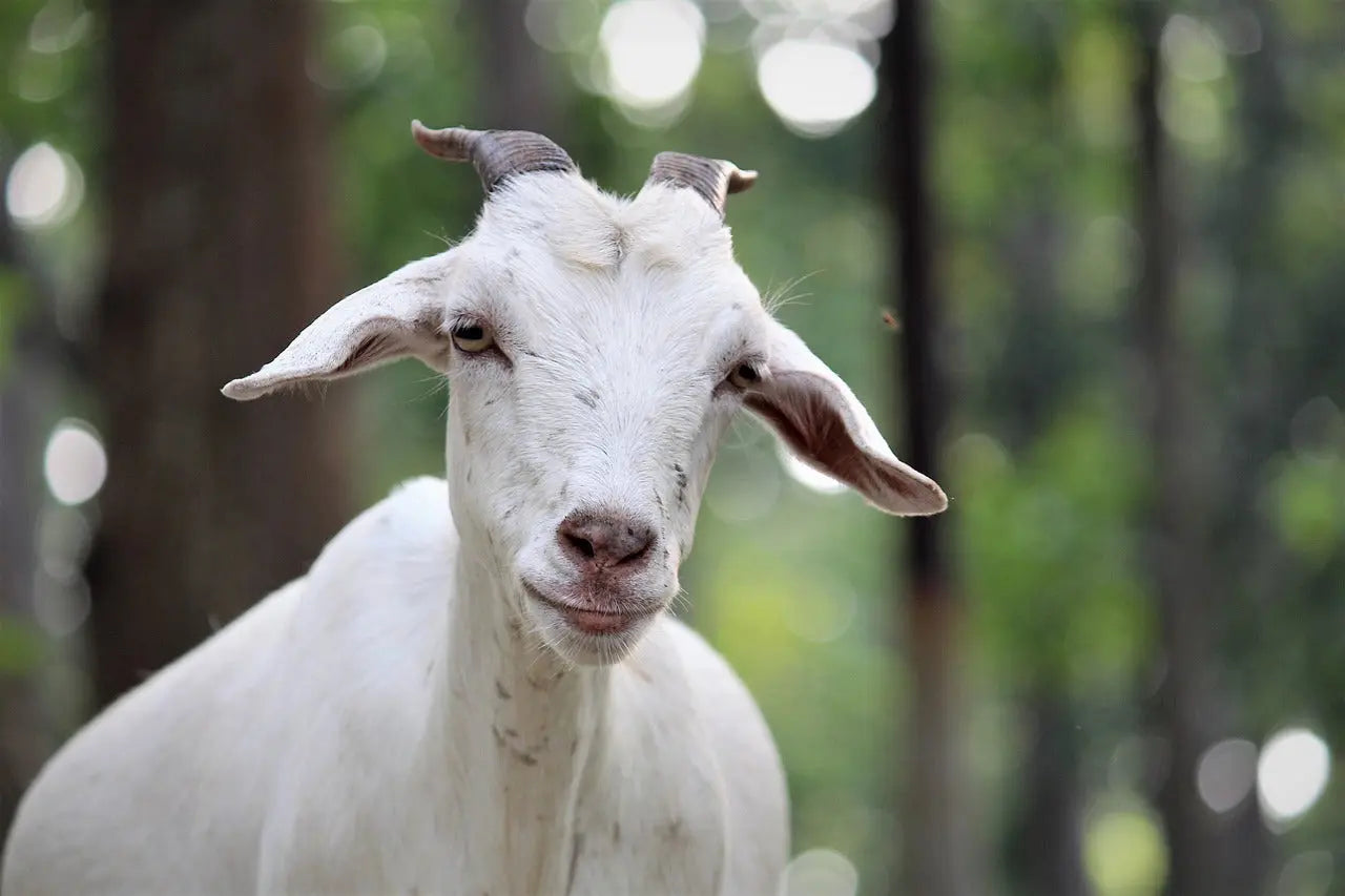 Everything you need to know about Goat Milk For Babies